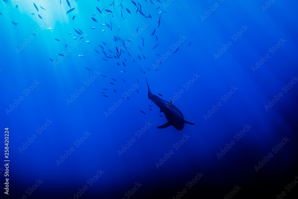 Obraz premium Great White Shark in shoal