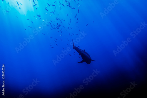 Great White Shark in shoal photo