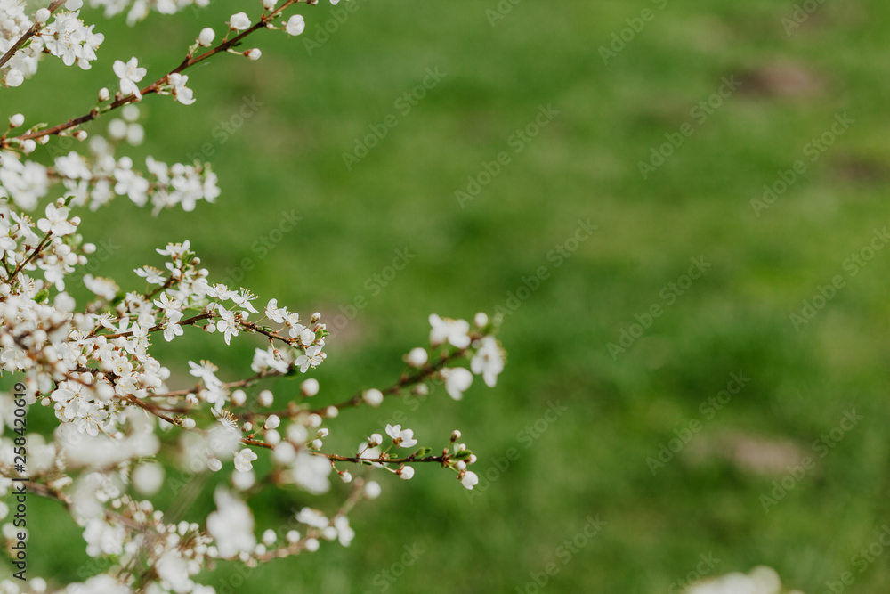 Fototapeta premium Apricot blossom. Fresh spring background