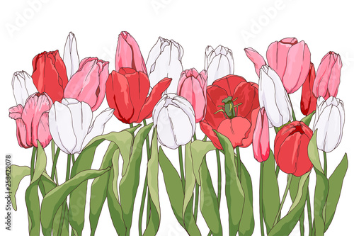 beautiful tulip border