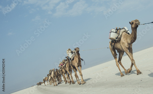 Camel tribe Afar in Danakil photo