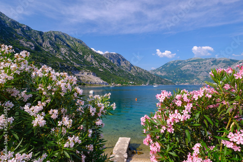 Montenegro, Bay of Kotor, Donji Morinj, flowering oleander