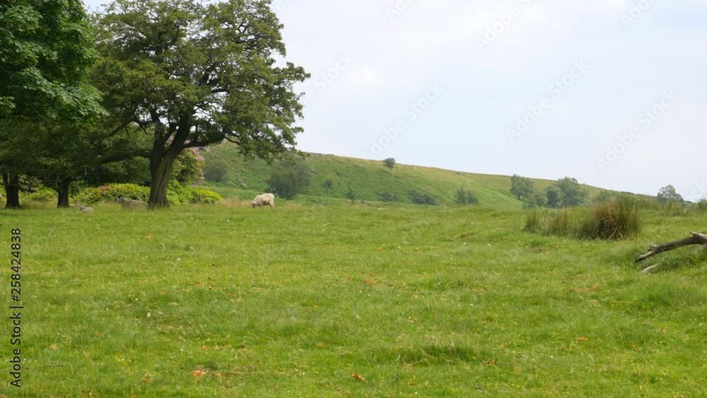 Flock of sheep grazing and resting under the trees next to rhododendron bush. Longshaw Estate, Peak District, Derbyshire, England. Flock of sheep grazing and resting under the trees next to rhododendron bush. Longshaw Estate, Peak District, Derbyshire, England.
