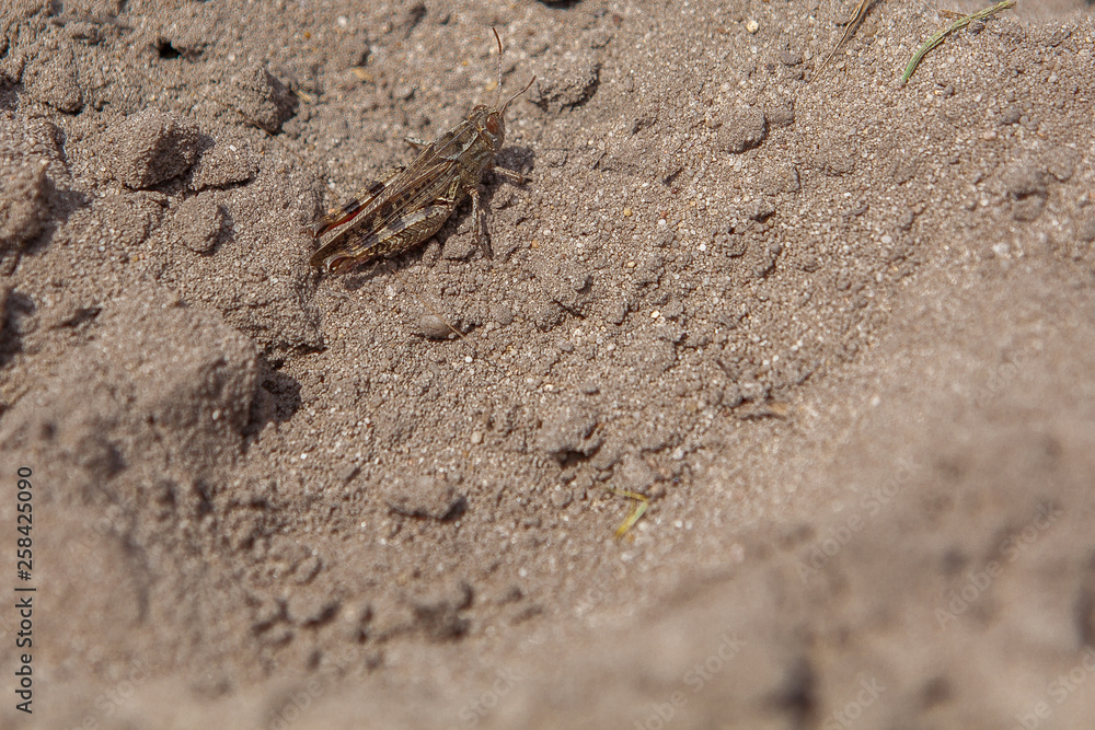 Close-up portrait of grey Woodland Grasshopper on ground. This grasshopper is present in most of Europe, in eastern Palearctic ecozone, in North Africa and in the Near East