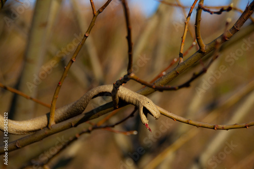 Gummi Schlange im Baum Fake Natur CK Kurios  1 