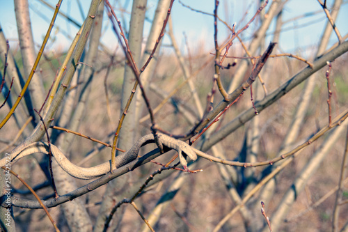 Gummi Schlange im Baum Fake Natur CK Kurios #3