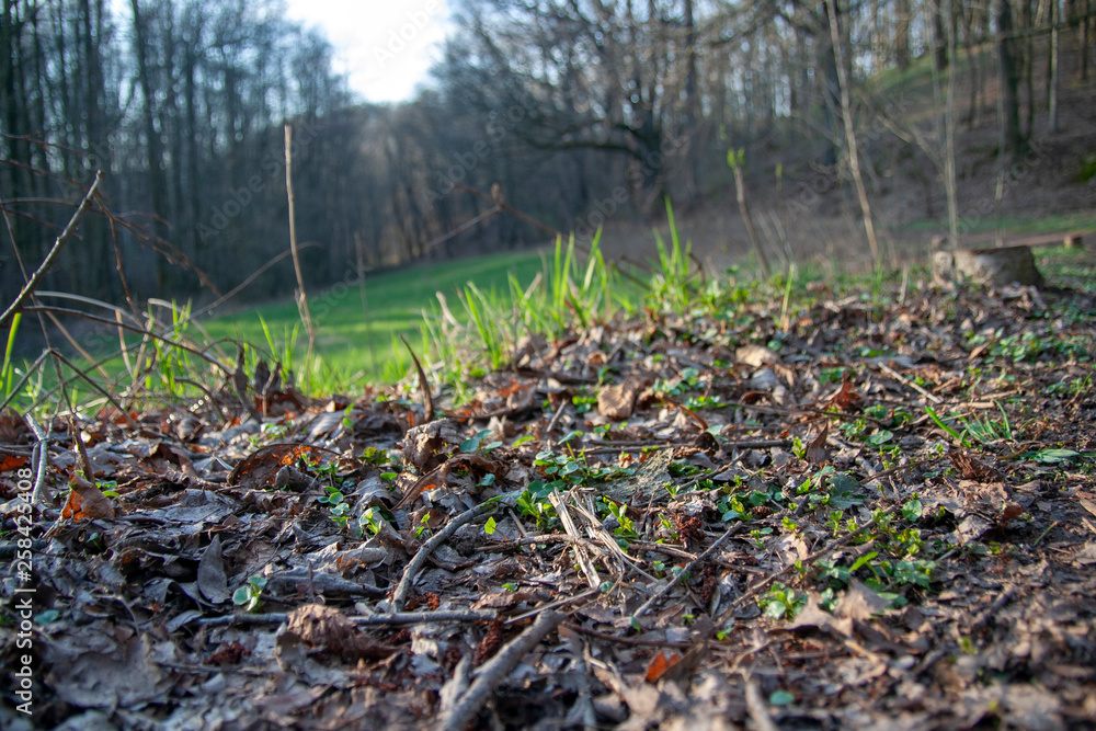Waldboden Hintergrund Textur Licht schatten Waldboden Hintergrund Textur Licht schatten