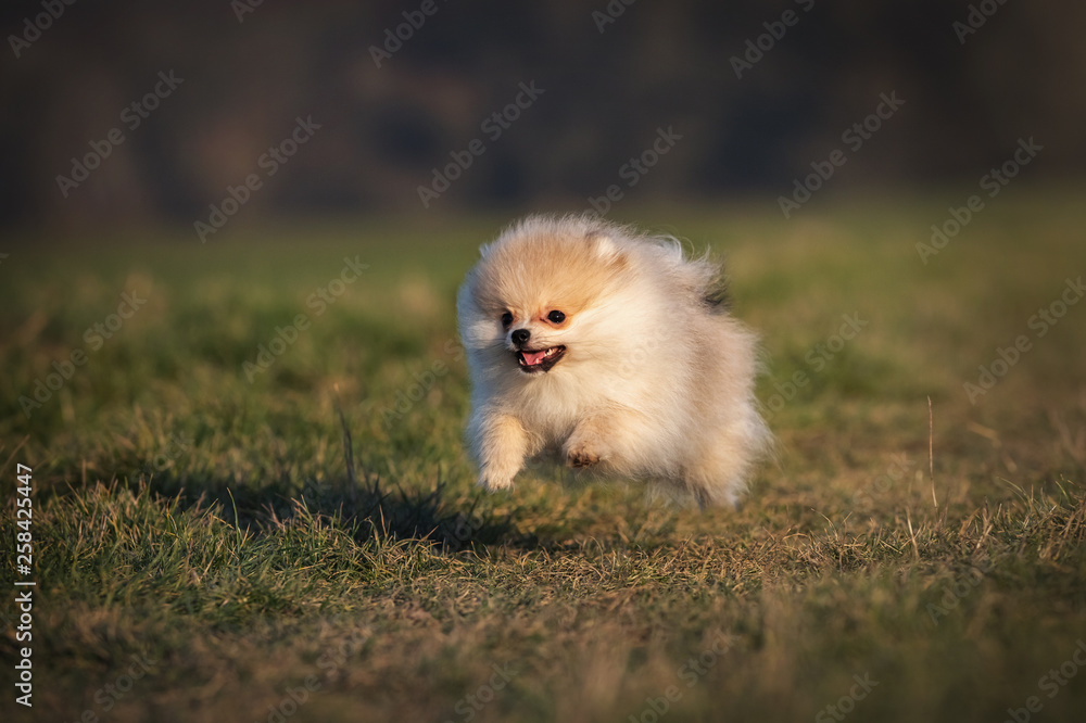 Pomeranian puppy running in grass field