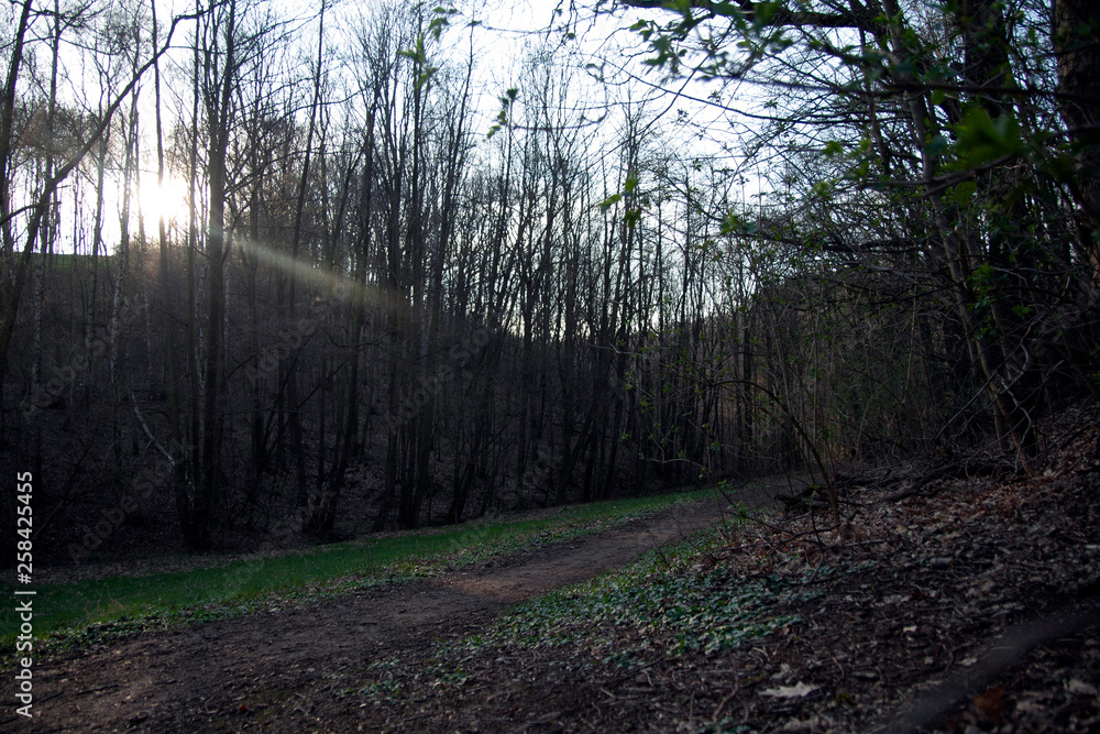 Wald Weg Sonne Lichte