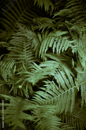 Fototapeta Naklejka Na Ścianę i Meble -  ferns background