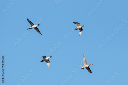 Northern pintail Anas acuta two pairs in flight under blue sky. Beautiful elegant ducks. Birds in wildlife.