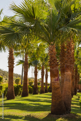 Date palms of the Sinai Peninsula.