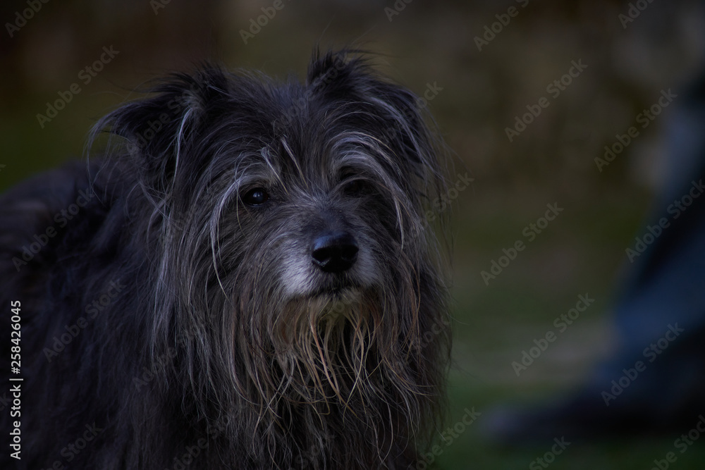 Vieux chien Vieux chien