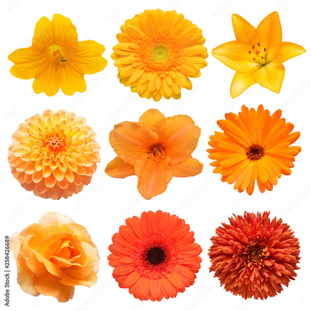 Collection beautiful head orange flowers of gerbera, lily, daylily, calendula, rose, dahlia, chrysanthemum isolated on white background. Beautiful floral delicate composition. Flat lay, top view - obrazy, fototapety, plakaty 