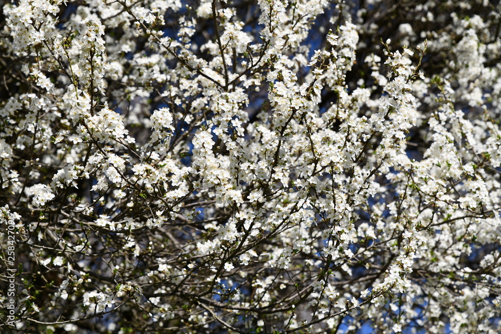 blue flowers in spring blue flowers in spring
