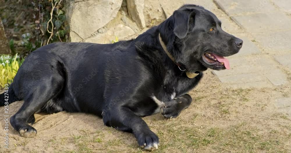 Black dog laying on the ground isolated during summer time 
