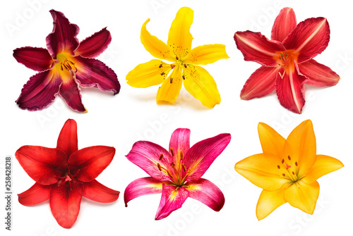Flowers collection multicolored lilies and daylilies isolated on white background. Stamen and pistil. Hello spring. Flat lay, top view. Object, studio, floral pattern