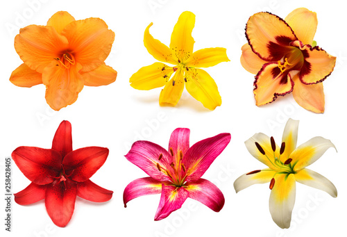 Flowers collection multicolored lilies and daylilies isolated on white background. Stamen and pistil. Hello spring. Flat lay, top view. Object, studio, floral pattern