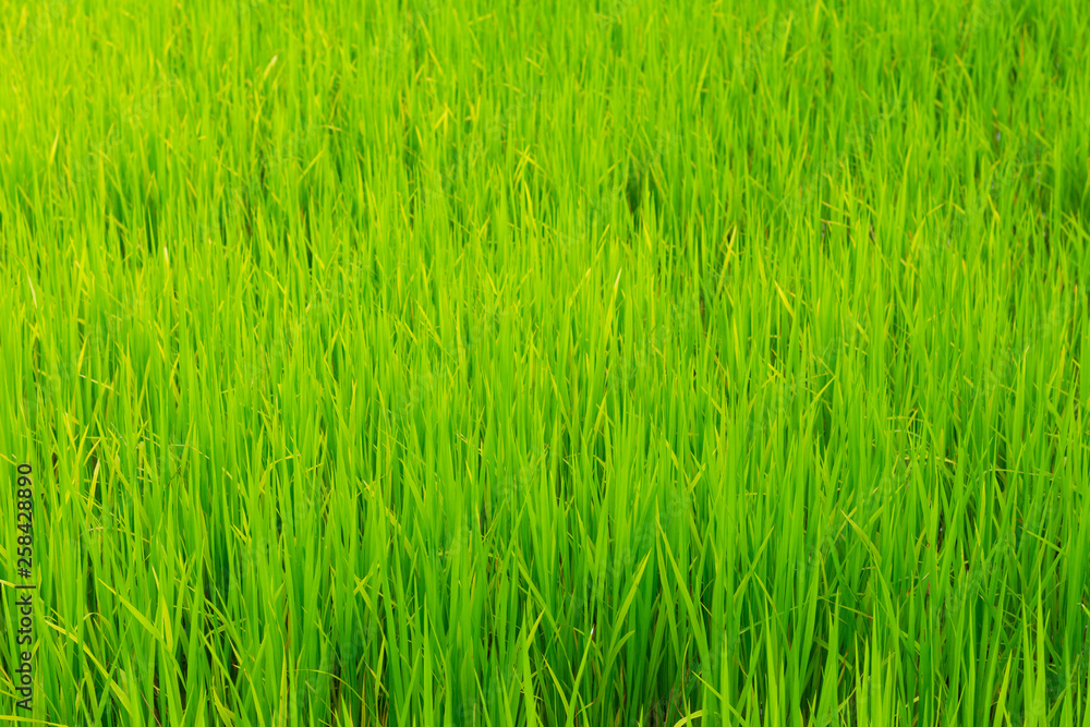 green rice field grow in paddy farm in rainy season