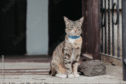 Portrait of rural cat. Gray, brown with white color