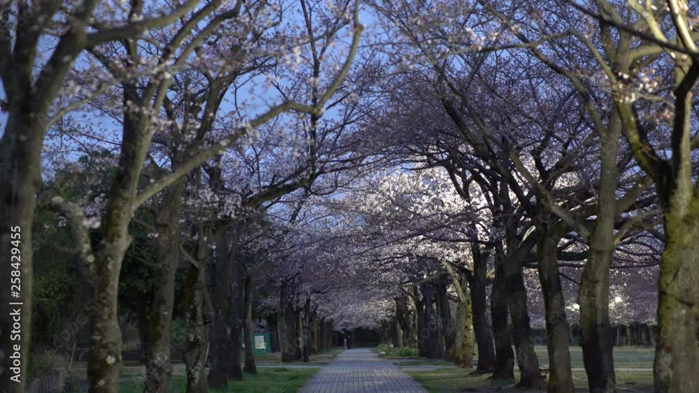 Tokyo,Japan-March 30, 2019: Morning scene of Cherry blossoms arcade with twitter of birds in a park in Tokyo Tokyo,Japan-March 30, 2019: Morning scene of Cherry blossoms arcade with twitter of birds in a park in Tokyo