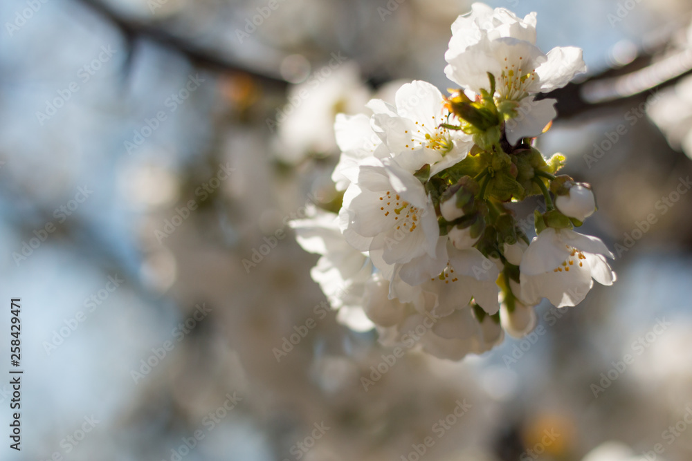 Cherry blossom