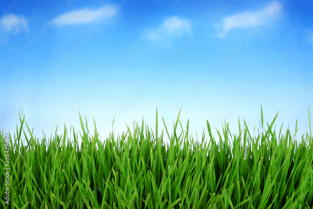 Green grass against blue sky with blank white space Green grass against blue sky with blank white space