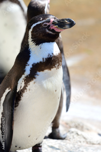 Humboldt penguin (speniscus humboldti) photo