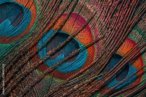 close up of peacock feather