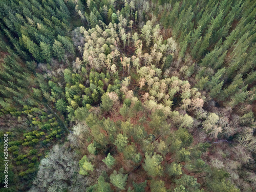 Aerial view front landscape with pine trees of different colors. Graphic texture