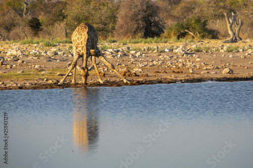 Giraffe refreshes by drinking water in the African savannah