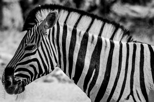 Close up of a zebra in black and white