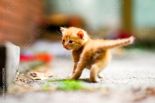 Cute Ginger Kitten Exploring the World