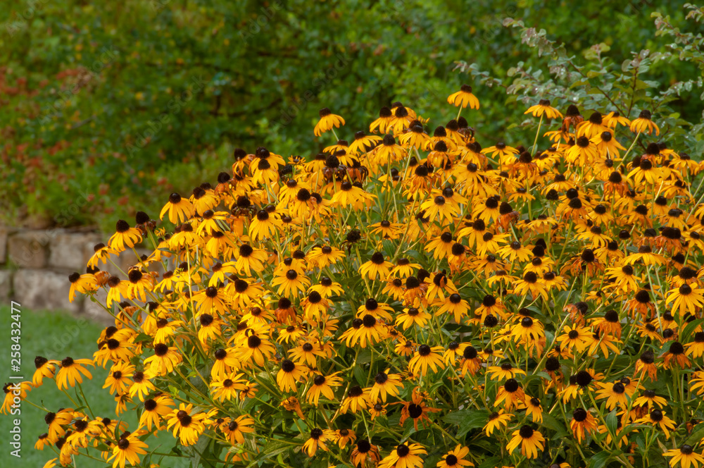 Obraz premium Flowers in the Dallas Arboretum