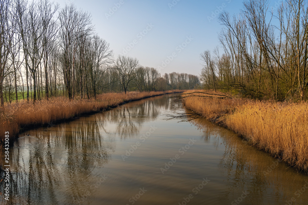 Curved creek with yellow reeds and bare trees reflected in the mirror smooth water surface of a creek in the Dutch National Park Biesbosch, Werkendam, North Brabant. It is a sunny day in springtime. Curved creek with yellow reeds and bare trees reflected in the mirror smooth water surface of a creek in the Dutch National Park Biesbosch, Werkendam, North Brabant. It is a sunny day in springtime.