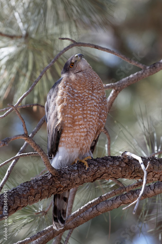 A Cooper's hawk unblinking attention is on display in Lion's Park, Cheyenne,