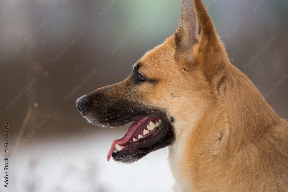 Cute mixed breed dog outside. Mongrel in the snow Cute mixed breed dog outside. Mongrel in the snow