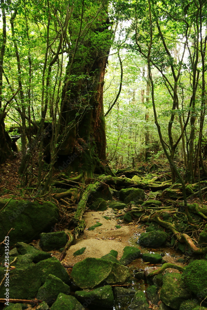 屋久島 苔むすジブリの森 白谷雲水峡 屋久島 苔むすジブリの森 白谷雲水峡