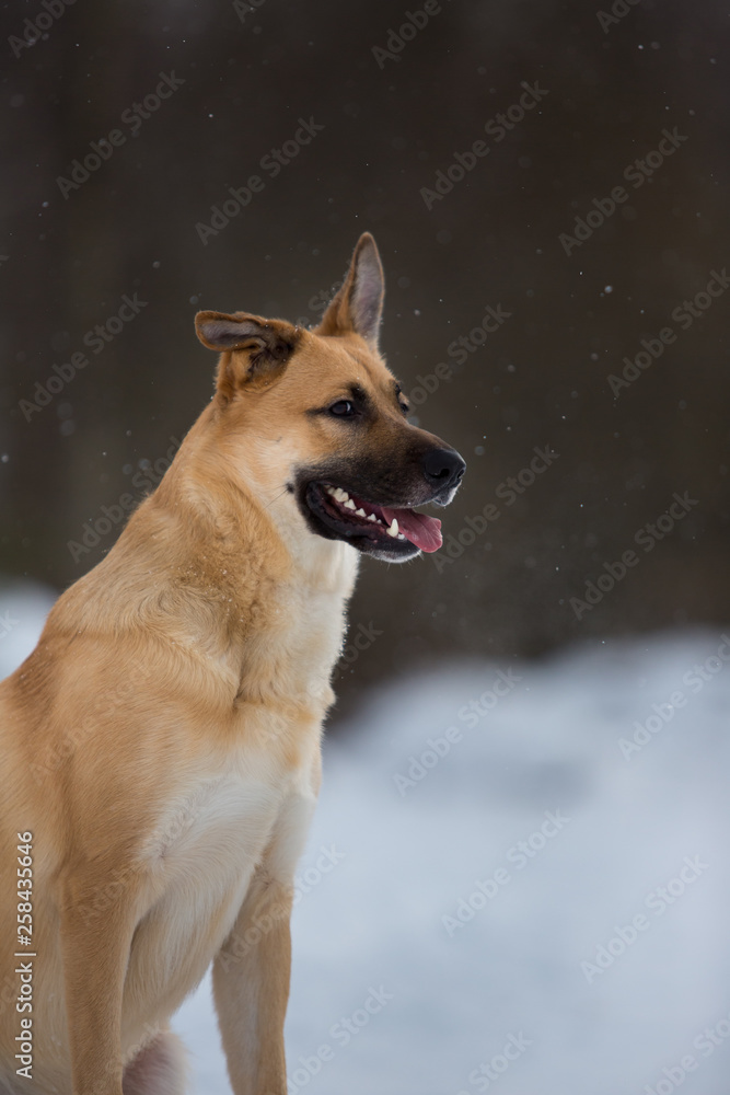 Cute mixed breed dog outside. Mongrel in the snow Cute mixed breed dog outside. Mongrel in the snow