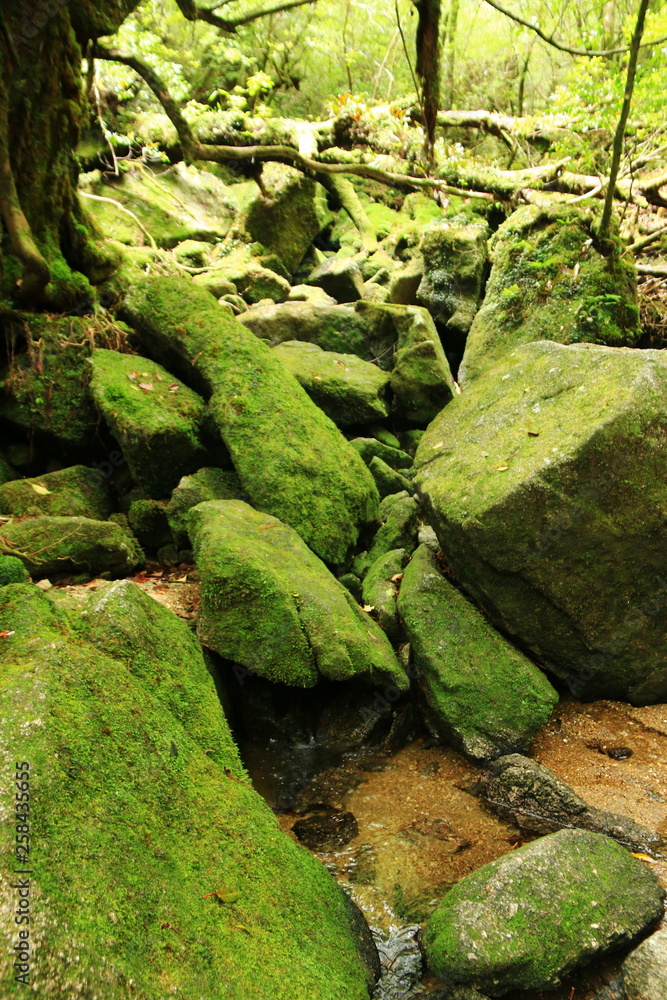 屋久島　苔むすジブリの森 白谷雲水峡