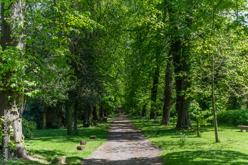 Quaint tranquil picturesque walkway scene between old oak trees