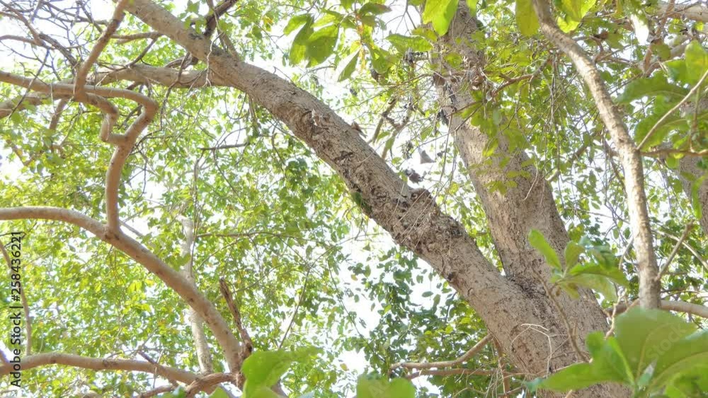 Dolly shot of Lineated Barbet bird (Megalaima lineata) in nests on high tree in tropical rain forest. Dolly shot of Lineated Barbet bird (Megalaima lineata) in nests on high tree in tropical rain forest.