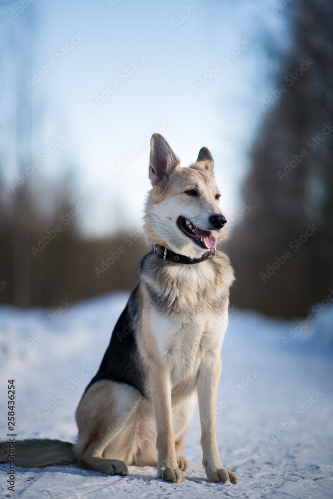 Cute mixed breed dog outside. Mongrel in the snow Cute mixed breed dog outside. Mongrel in the snow