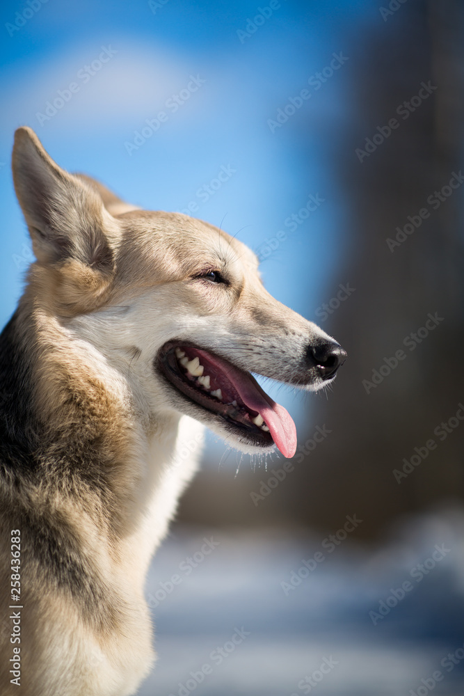 Cute mixed breed dog outside. Mongrel in the snow Cute mixed breed dog outside. Mongrel in the snow