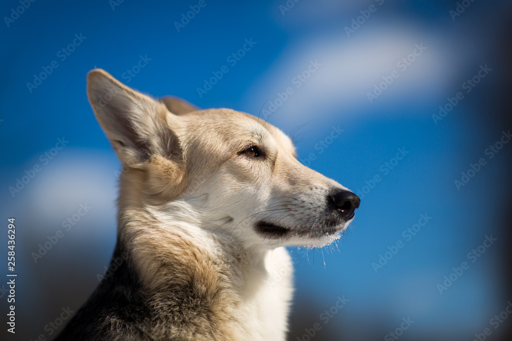 Cute mixed breed dog outside. Mongrel in the snow Cute mixed breed dog outside. Mongrel in the snow