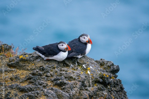 Two Puffin nesting westman islands Iceland