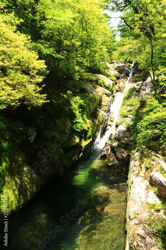 屋久島　苔むすジブリの森 白谷雲水峡
