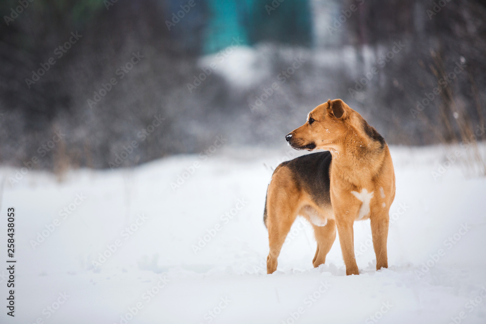 Obraz premium Cute mixed breed dog outside. Mongrel in the snow