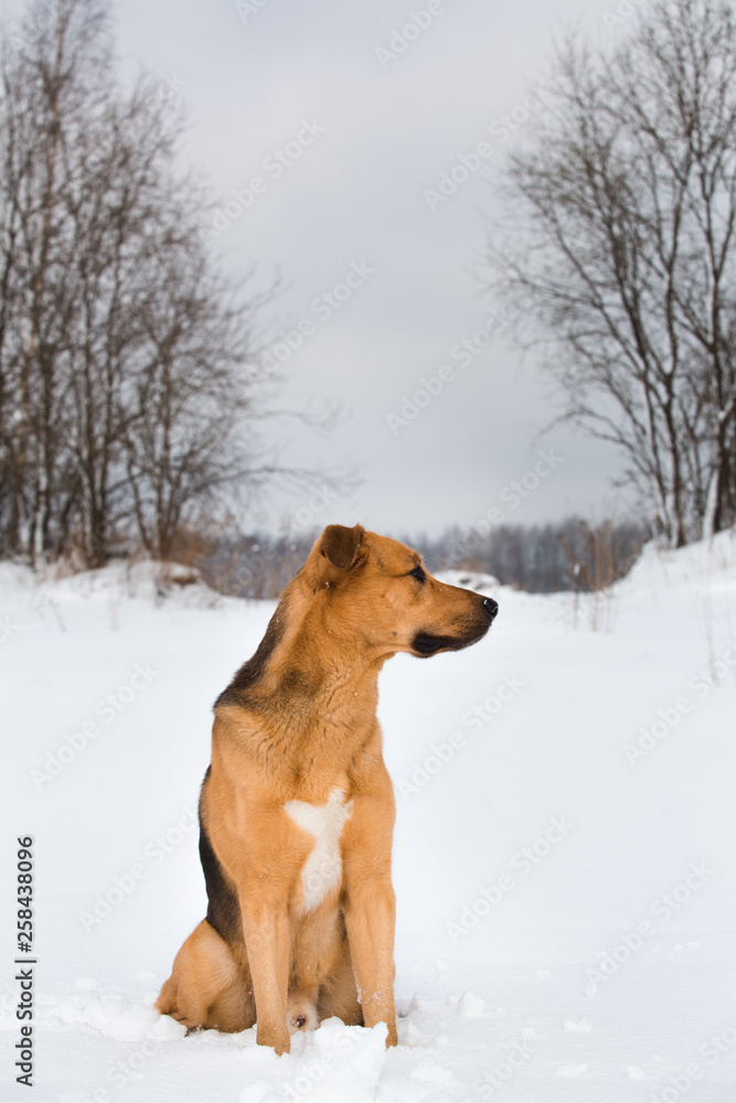 Cute mixed breed dog outside. Mongrel in the snow Cute mixed breed dog outside. Mongrel in the snow