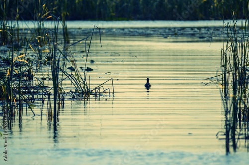 Close up on water in  lake okeechobee Floridaduring sunset photo